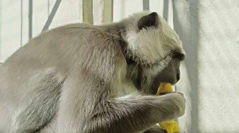 4k Interior close up shot of a monkey eating fruit. Video stock 31543889