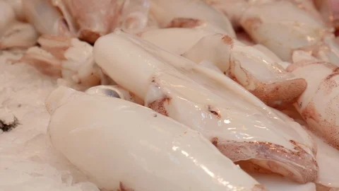 4k interior extreme close up pan shot of a fish market stall with squids, and Stock Footage 124250895