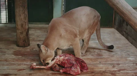 4k. Interior medium shot of a leopard eating raw meat. Stock Footage 32243307