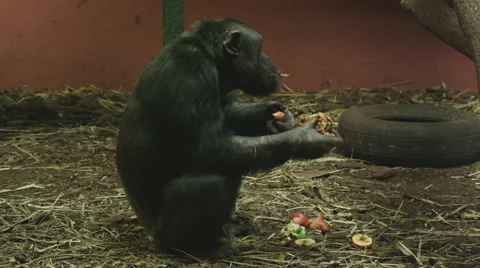 4k Interior medium shot of a monkey eating fruit. Stock Footage 31381873
