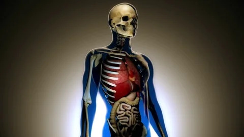4K Internal Organs Get Sick and Skeleton in a Transparent Human Body Anatomic Vidéo 72619787