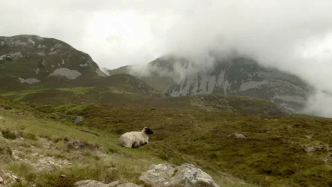 4k Irish Mountain Sheep Stock Footage 244146464