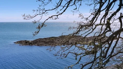 4K Island Tree and Beach, Blue Water Horizon Landscape, Ocean and Branches Stock Footage 76208519