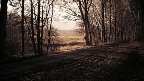 4K Jägerstand in Deutschland, Drohnenflug durch den Wald, Drohne, Luftaufnahmen Stock Footage