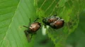 4K Japanese Beetles (Popillia japonica) 2 4k or 4k+ Resolution