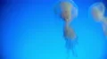 4K Japanese Sea Nettle 01 Jellyfish 4k or 4k+ Resolution
