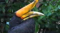 4k Javan Rhinoceros Hornbill bird very close up portrait 4k or 4k+ Resolution