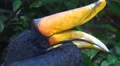 4k Javan Rhinoceros Hornbill bird very close up portrait 4k or 4k+ Resolution