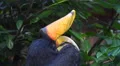 4k Javan Rhinoceros Hornbill bird very close up portrait 4k or 4k+ Resolution