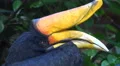 4k Javan Rhinoceros Hornbill bird very close up portrait 4k or 4k+ Resolution