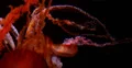 4K Jellyfish 01 Underwater 4k or 4k+ Resolution