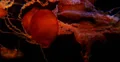 4K Jellyfish 02 Underwater 4k or 4k+ Resolution