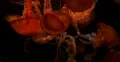 4K Jellyfish 03 Underwater 4k or 4k+ Resolution