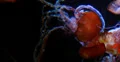 4K Jellyfish 06 Underwater 4k or 4k+ Resolution