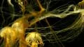 4K Jellyfish 12 Underwater 4k or 4k+ Resolution