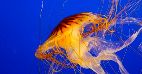 4K - Jellyfish on blue background Stock Footage 52373352