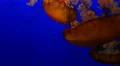 4K Jellyfish Blue Screen 02 Underwater 4k or 4k+ Resolution