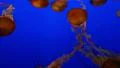 4K Jellyfish Blue Screen 03 Underwater 4k or 4k+ Resolution