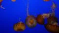 4K Jellyfish Blue Screen 04 Underwater 4k or 4k+ Resolution