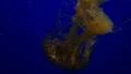4K Jellyfish Blue Screen 06 Underwater 4k or 4k+ Resolution