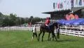4k Jockey with racing horse leave the course 4k or 4k+ Resolution