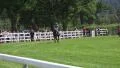 4k Jockey with truculent racing horse enters the course 4k or 4k+ Resolution
