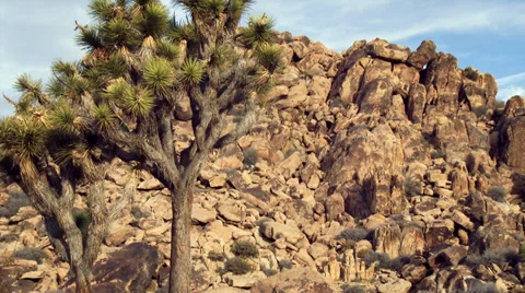 4K Joshua Tree in Mojave Desert 스톡 동영상 33972599