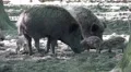 4k Jousting wild boars and hungry cute young boars close up 4k or 4k+ Resolution