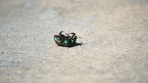 4k. June bug lies on its back and tries to roll over. Southern California beetle 스톡 동영상 95360258