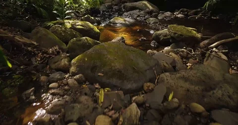 4K Jungle Forest Stream River with Tree Canopy in Hawaii Video stock 93413434
