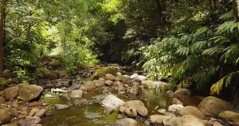 4K Jungle Forest Stream River with Tree Canopy in Hawaii Video stock 93413448