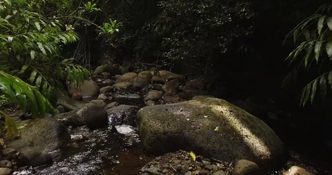 4K Jungle Forest Stream River with Tree Canopy in Hawaii Video stock 93413450