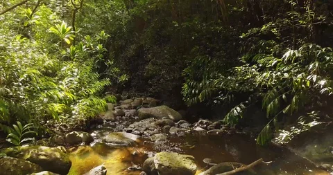 4K Jungle Forest Stream River with Tree Canopy in Hawaii Video stock 93413452