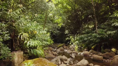 4K Jungle Forest Stream River with Tree Canopy in Hawaii Video stock 93413460