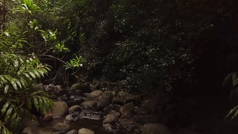 4K Jungle Forest Stream River with Tree Canopy in Hawaii Video stock 93413467