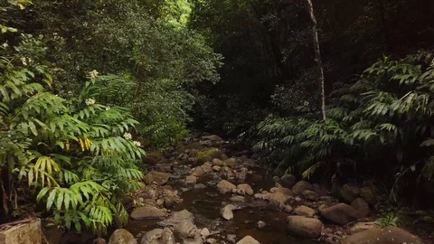 4K Jungle Forest Stream River with Tree Canopy in Hawaii Video stock 93413477