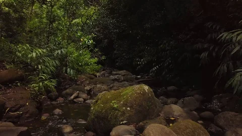 4K Jungle Forest Stream River with Tree Canopy in Hawaii Video stock 93413480