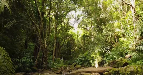 4K Jungle Forest Stream River with Tree Canopy in Hawaii Stock Footage 93413485