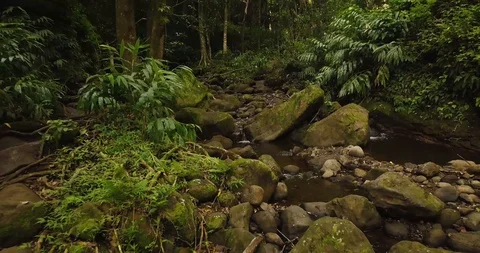 4K Jungle Forest Stream River with Tree Canopy in Hawaii Video stock 93413487