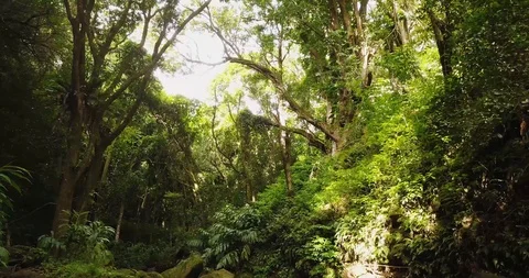 4K Jungle Forest Stream River with Tree Canopy in Hawaii Video stock 93413491