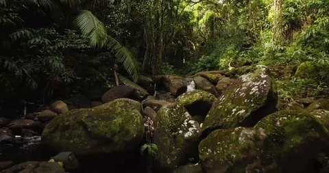 4K Jungle Forest Stream River with Tree Canopy in Hawaii Video stock 93413499