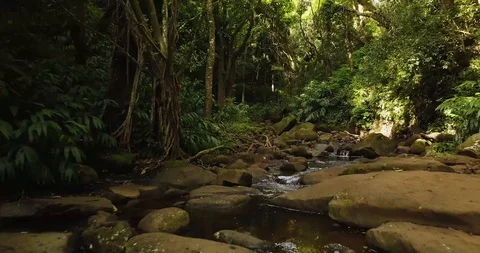 4K Jungle Forest Stream River with Tree Canopy in Hawaii Video stock 93413501