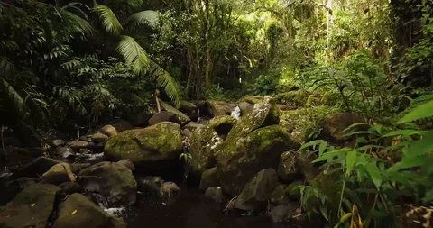 4K Jungle Forest Stream River with Tree Canopy in Hawaii Video stock 93413506