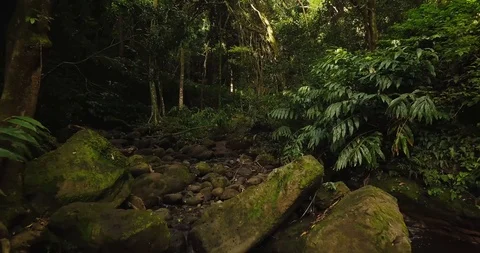 4K Jungle Forest Stream River with Tree Canopy in Hawaii Video stock 93413510