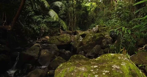 4K Jungle Forest Stream River with Tree Canopy in Hawaii Video stock 93413517