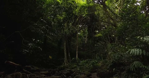 4K Jungle Forest Stream River with Tree Canopy in Hawaii Video stock 93413528
