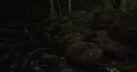 4K Jungle Forest Stream River with Tree Canopy in Hawaii Video stock 93413532