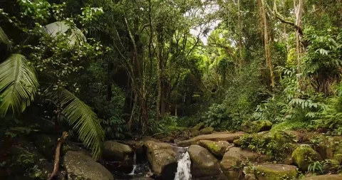 4K Jungle Forest Stream River with Tree Canopy in Hawaii Video stock 93413548