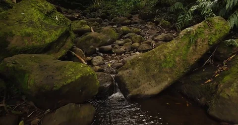 4K Jungle Forest Stream River with Tree Canopy in Hawaii Video stock 93413549