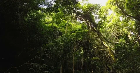 4K Jungle Forest Stream River with Tree Canopy in Hawaii Stock Footage 93414670